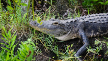 Load image into Gallery viewer, Escursione Everglades con Opzione Tour della Città di Miami